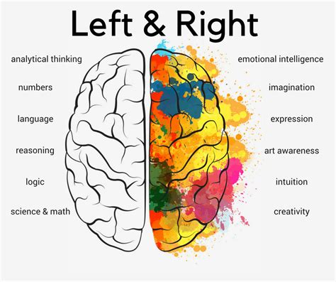 What Does The Right Side Of The Brain Control Sipooter