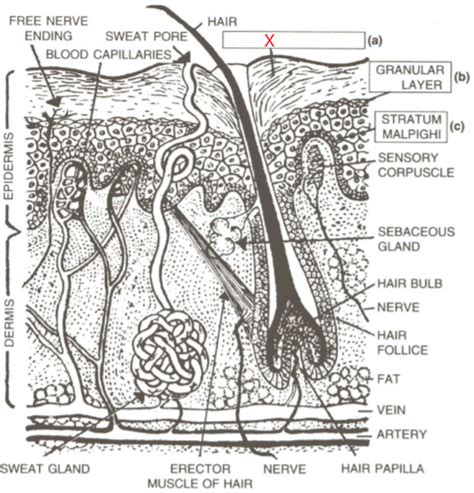 Skin Diagram Labeled