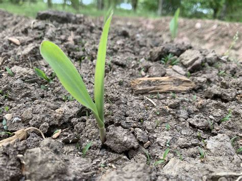 corn sprouting - Freedom Valley Farm