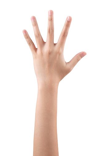 Woman Hand Showing The Five Fingers Isolated Stock Photo Download