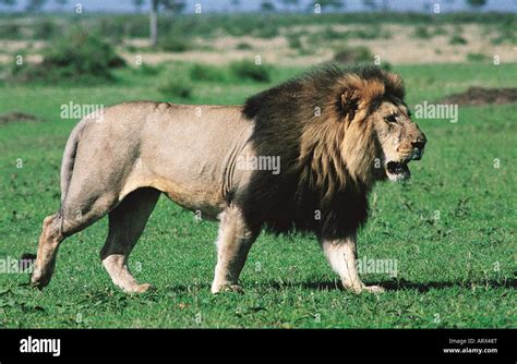 Large Male Lion With Exceptionally Fine Dark Black Mane Masai Mara