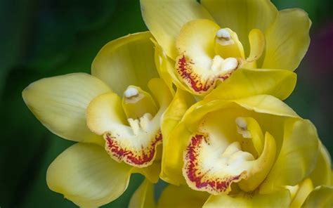 Download Wallpapers Yellow Orchid Tropical Flowers Orchid Yellow