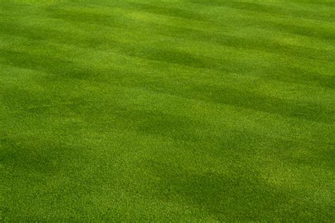 Fresh Cut Grass Lush Lawn Care Pros