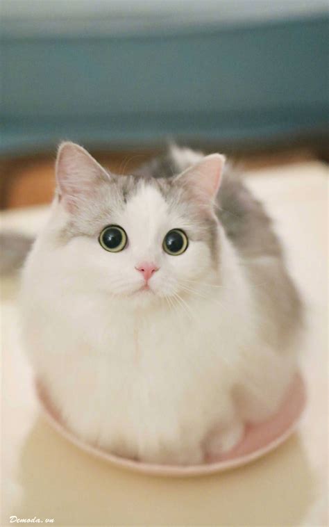 10 Hình ảnh Mèo Cute đáng Yêu Nhất Mà Bạn Chưa Nhìn Thấy Click Ngay