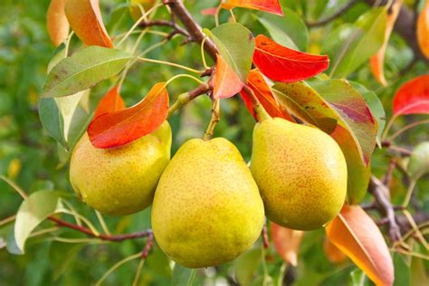 Growing Pear Trees Top Tips For Success