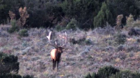 390 Monster Bull Elk Live Footage Taken While Hunting Elk Tines Up