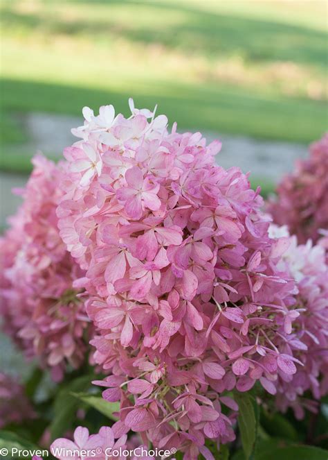 Zinfin Doll Panicle Hydrangea Plant Library Pahls