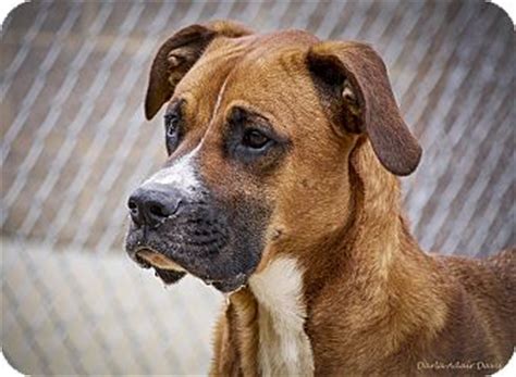 Their size can vary greatly, being closer to a boxer's. Lincolnton, NC - Boxer/Great Dane Mix. Meet Buddy a Dog for Adoption.