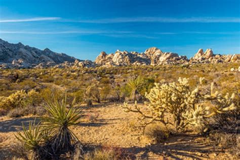 6 Great Things To Do When You Visit The Mojave National Preserve