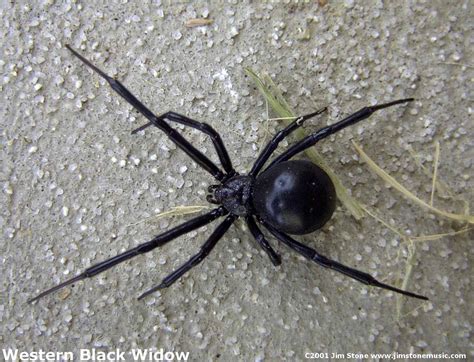 Dangerous Black Widow Spider Pictures We Need Fun