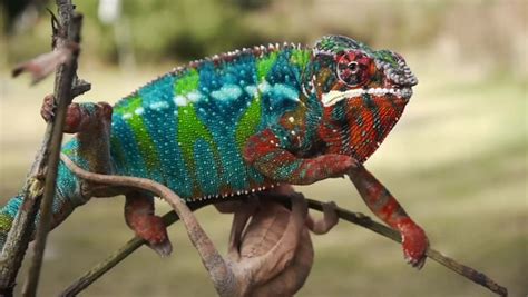Real Chameleon Color Change Stock Footage Video 3061435 Shutterstock