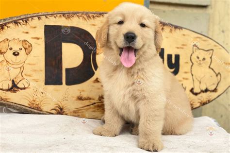 Tìm Hiểu Về Giống Chó Golden Retriever Dogily Petshop