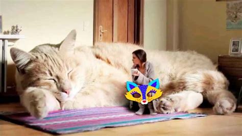کلیپ حیوانات بزرگترین گربه های دنیا