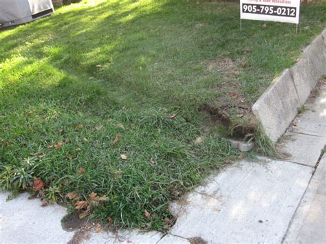 Lawn Stressed By Industrial Bin Tires Toronto Master Gardeners