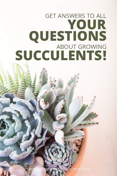 Turn on the taps and let loose a deluge. Questions and Answers About Growing Succulents (With ...