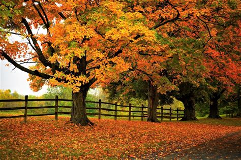 Autumn Trees On Side Of Road Hd Wallpaper Background Image