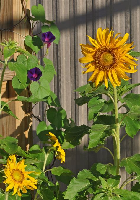 Sunflowers And Morning Glories In Containers On Porch Note These Are