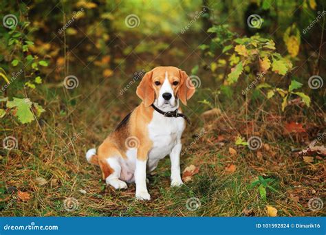 Beagle Dog In Forest Stock Photo Image Of Forest Beauty 101592824