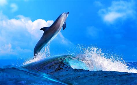Dolphins Hd Wallpaper 70 Images