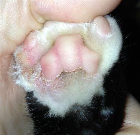Cat Paw Fungal Infections Dalila Israel