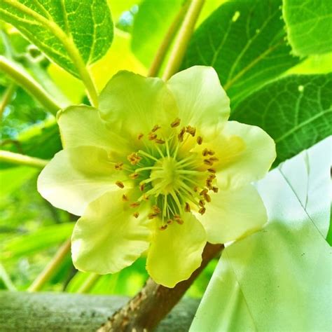 Jun 20, 2021 · 美國日前承諾將送台灣75萬劑莫德納疫苗，沒想到竟臨時加碼到250萬劑，疫苗將於20日抵台，國內各界紛紛表達感謝之情。不過有網友調查時間點. 爸爸節快樂 :) - 將豪健康農產 - 台灣奇異果