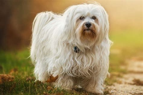 10 Most Popular Dog Breeds In Germany Page 3 Of 4 The Dogman
