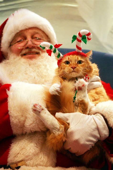10 Reindeer Cats To Make Christmas Even Better