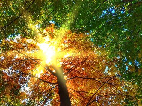Beech Trees Fall Autumnal Free Photo On Pixabay