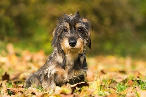 Silky Wire Haired Dachshund Facts Origin And History With Pictures
