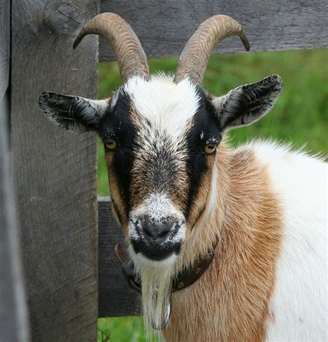 Boer Goat Horns