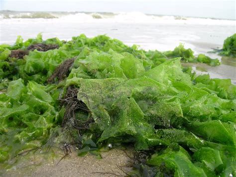 La Lechuga De Mar Usa Las Bacterias Para Engendrar Mareas Verdes
