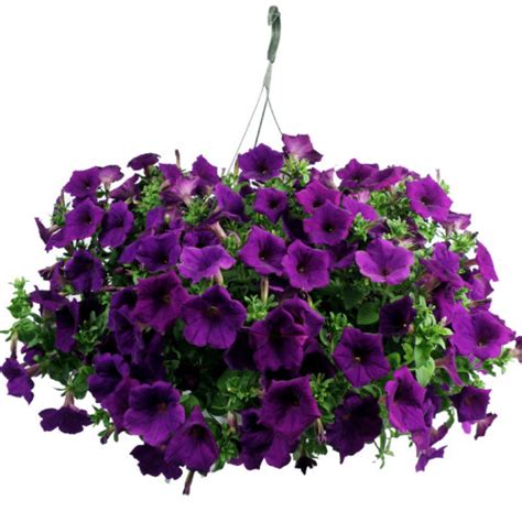 Purple Petunias Hanging Basket Flower Delivery Knoxville Tn Petal Pushers
