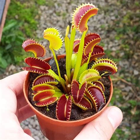 How To Care For The Venus Fly Trap Indoors Triadoro