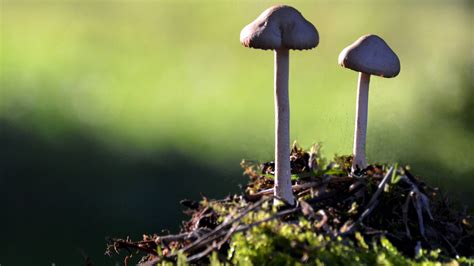 Four Midwestern States Could Soon Decriminalize Magic Mushrooms