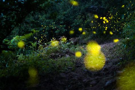Firefly By Yu Ren Chang 500px Nature Nature Pictures Art Photography