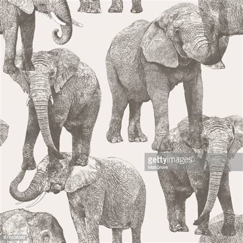 Elephant Tusk Drawing Photos And Premium High Res Pictures Getty Images
