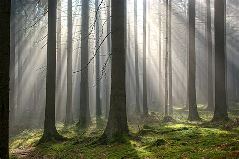 Fondos De Pantalla Bosques Niebla árboles Rayos De Luz Naturaleza
