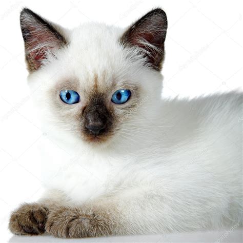 Siamese Kitten — Stock Photo © Kovalvs 3478039