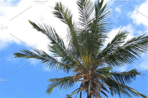 Africa Palm Trees Skyline High Quality Nature Stock Photos Creative