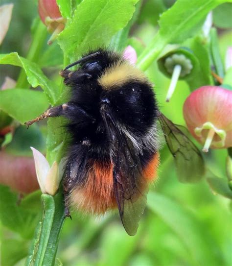 Caged Flowers Could Save Rare Bee In One Of Its Last Strongholds