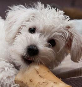 schnoodle information dog breed facts dogellcom