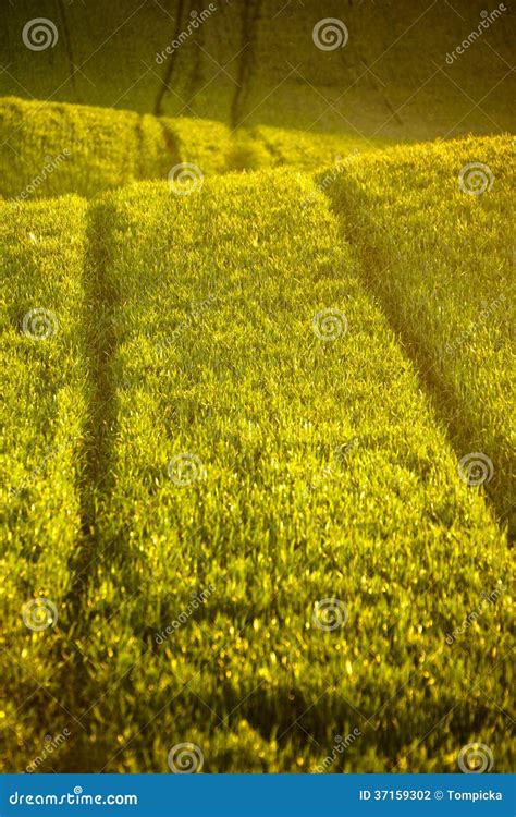 Grassy Field Stock Photo Image Of Hills Dusk Meadow 37159302