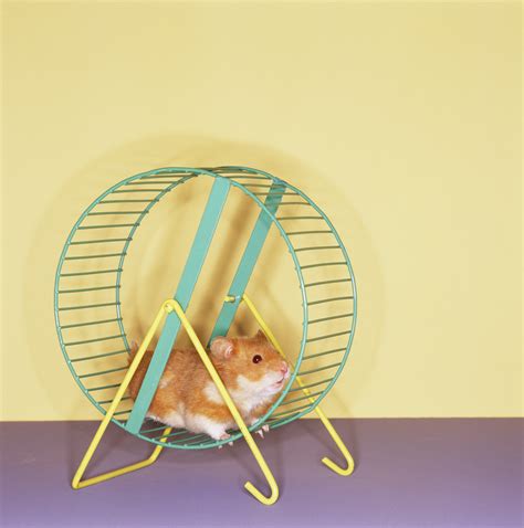 Are You Stuck On A Hamster Wheel What Do You Need In Your Life To