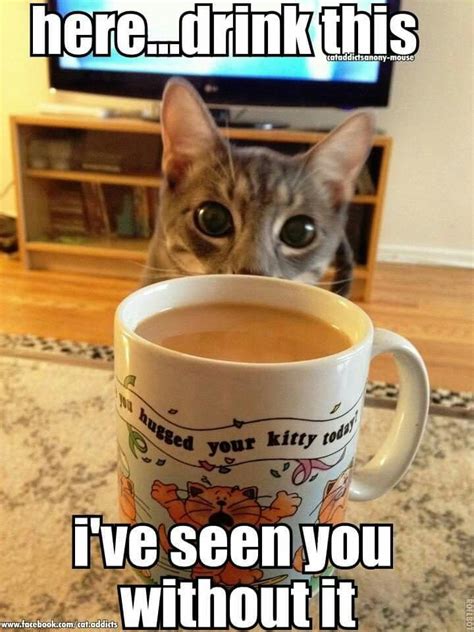 Coffee Kitteh Funny Animal Memes Funny Cat Compilation Funny Cats