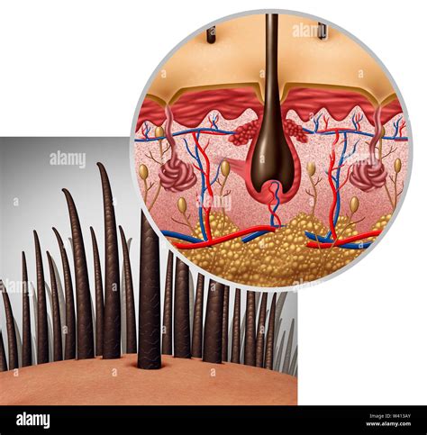 Hair Follicle Anatomy Diagram Dermatology Medical Concept As Human
