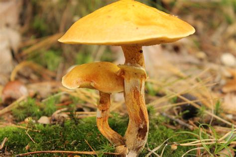 Free Images Autumn Fauna Fungus Mushrooms Toxic Woodland Agaric