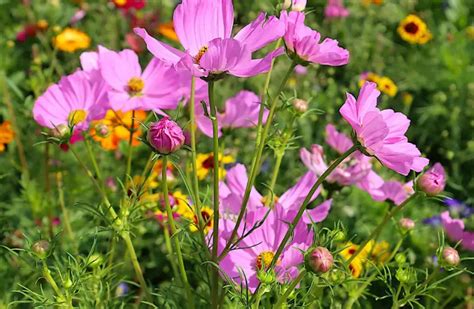How To Grow Enchanting Cosmos Plants Natures Colorful Delights