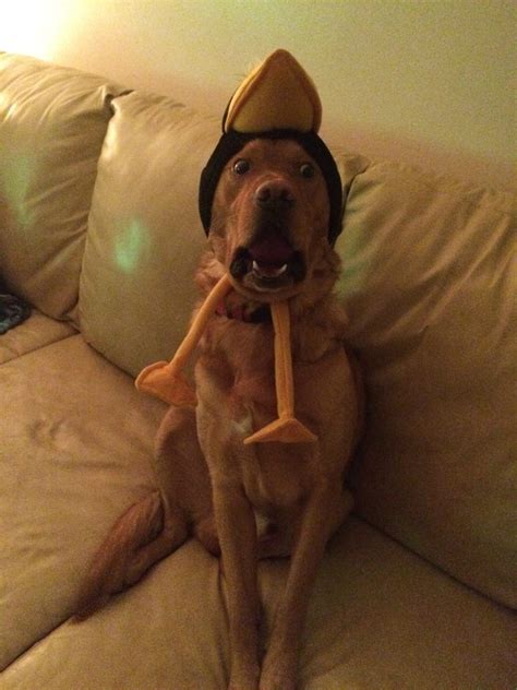 12 Dogs Who Arent Impressed With Their Hats