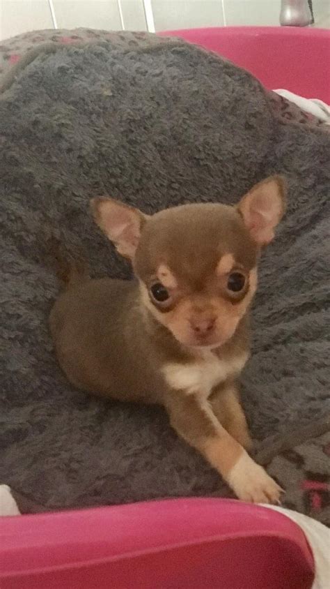 Pedigree Lilac Chihuahua Puppy 🐶 In Gosforth Tyne And Wear Gumtree