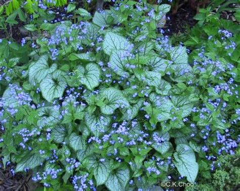 Brunnera Jack Frost Beautiful Variegated White And Green Leaves